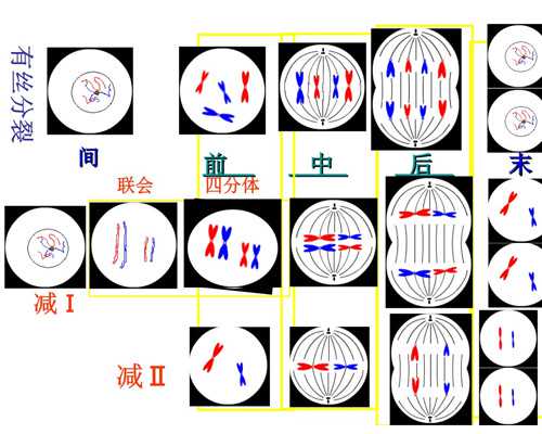 海外IVF辅助生殖：捐卵试管费用与成功率解析