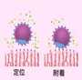 乌克兰怎么代生,乌克兰供卵怀孕(乌克兰自助试管)
