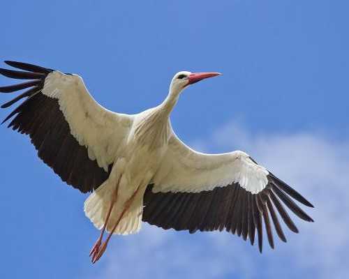 专业助孕机构：三代试管技术助力定制化生育方案